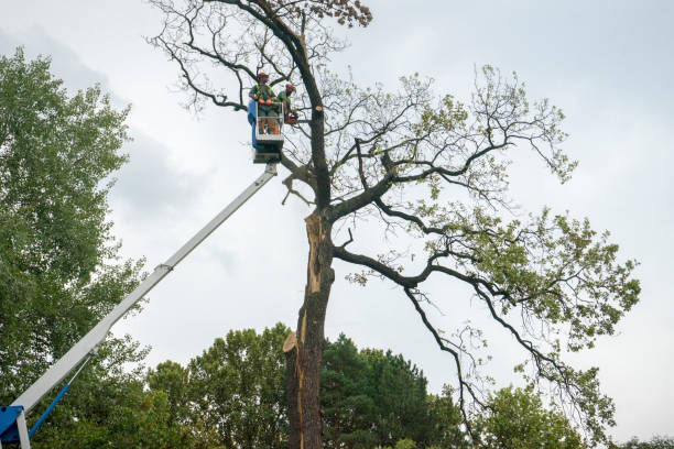 Professional  Tree Services in Chester, VA