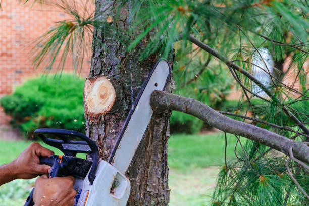 Why Choose Our Tree Removal Services in Chester, VA?